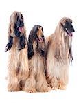 afghan hounds in front of white background