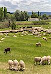 Herd of Andalusian sheep grazing in a green meadow