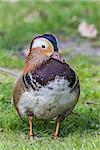 Male mandarin duck standing in the grass