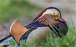 Male mandarin duck with eye half closed