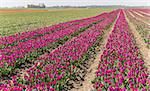 Field of purple tulips in Groningen, the Netherlands