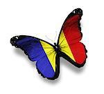 Romanian flag butterfly, isolated on white