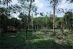 Plantation Tree Harvesting in forest in  Kerala state india