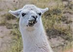 Chewing white lama in the Andes mountains, Argentina.