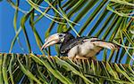 Hornbill sitting on a palm tree in the sun.