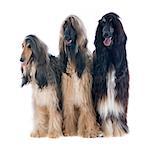 afghan hound in front of white background
