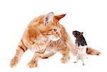 portrait of a purebred  maine coon kitten and rat on a white background