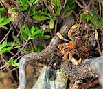 Orange Crab Between Plants in Natural Environment