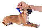 tick and flea prevention on a little chihuahua in studio