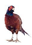 Male European Common Pheasant, Phasianus colchicus, in front of white background