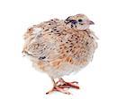 brown quail in front of white background