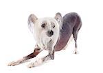 chinese crested dog in front of white background