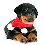 portrait of a purebred puppy rottweiler in front of white background