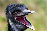 A closeup of the head of an emu