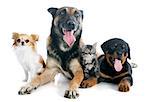 malinois, rottweiler kitten and chihuahua on a white background