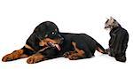 portrait of a purebred puppy rottweiler and kitten in front of white background