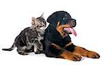 puppy rottweiler and kitten in front of white background