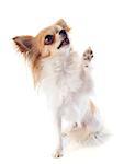 portrait of a cute purebred  chihuahua in front of white background