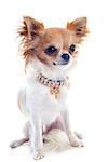 portrait of a cute purebred  puppy chihuahua and collar in front of white background