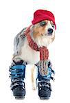 purebred australian shepherd  and ski shoes in front of white background