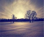 Winter Landscape with Sparkling Snow and Trees. Toned Photo.