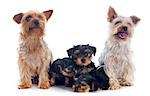 family yorkshire terrier in front of white background