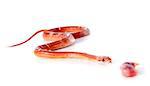 eating corn snake, elaphe guttata in front of white background