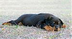 portrait of a puppy purebred rottweiler in a garden