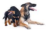 purebred belgian sheepdog malinois and puppy rottweiler on a white background