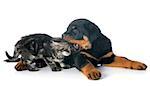 portrait of a purebred puppy rottweiler with kitten, in front of white background