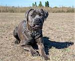 portrait of purebred  italian mastiff in the nature