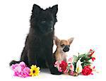 portrait of puppies chihuahua and spitz in front of white background