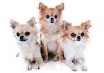 portrait of a cute purebred  chihuahuas in front of white background