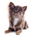 brown chihuahua in front of white background