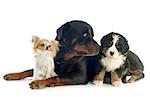 puppy bernese mountain dog, rottweiler and chihuahua in front of white background