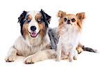 purebred australian shepherd and chihuahua in front of white background