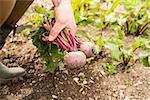 Man gathering some beetroot wearing rubber boots from his garden