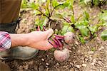 Man holding fresh out of the ground beetroot in his garden