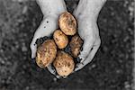 Hands presenting freshly dug potatoes in selective black and white