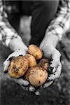 Farmers hands showing freshly dug potatoes in selective black and white