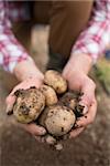 Farmer showing freshly dug potatoes outside in the farm