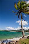 Palm tree on beach, Kauai, Hawaii, USA