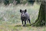Wild boar, Sus scrofa, Bavaria, Germany, Europe