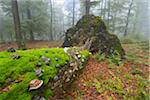 Old Mossy Tree Trunk in Beech Forest (Fagus sylvatica), Spessart, Bavaria, Germany, Europe