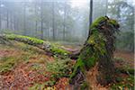 Old Mossy Tree Trunk in Beech Forest (Fagus sylvatica), Spessart, Bavaria, Germany, Europe