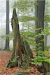 Old Tree Trunk in Beech Forest (Fagus sylvatica), Spessart, Bavaria, Germany, Europe