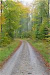 Road through beech forest (Fagus sylvatica) in autumn, Spessart, Bavaria, Germany, Europe