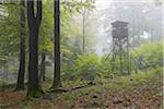 Hunting Blind in Beech Forest, Spessart, Bavaria, Germany