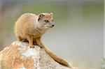 Close-up of Yellow Mongoose (Cynictis penicillata) on Rock, Bavaria, Germany