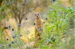 Close-up of Yellow Mongoose (Cynictis penicillata), Bavaria, Germany